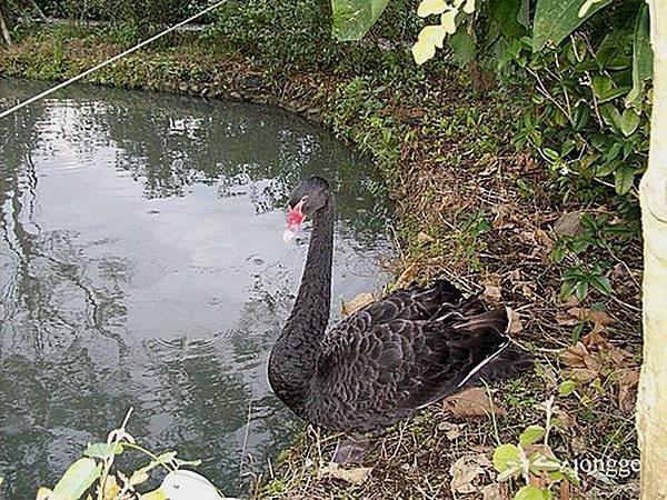 黑天鵝