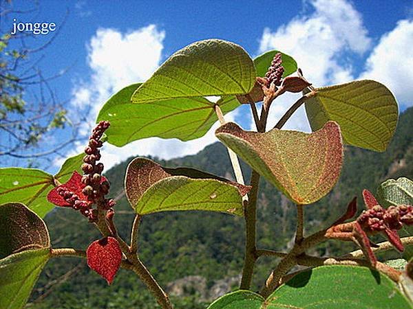 野生植物二