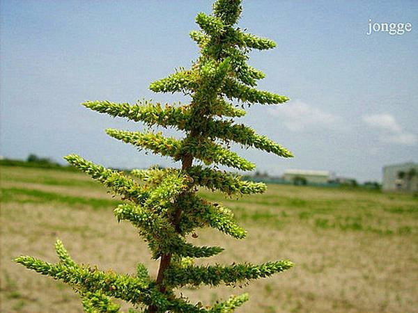 野生植物二