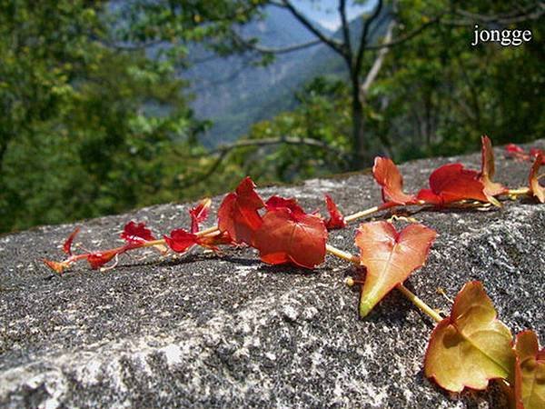 野生植物二