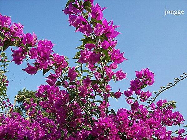 花草與天空二