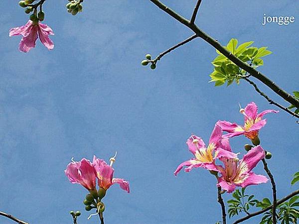 花草與天空一