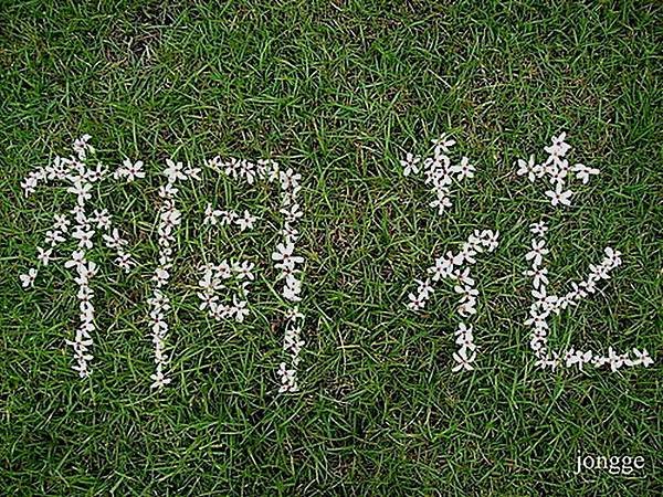 飄落的桐花