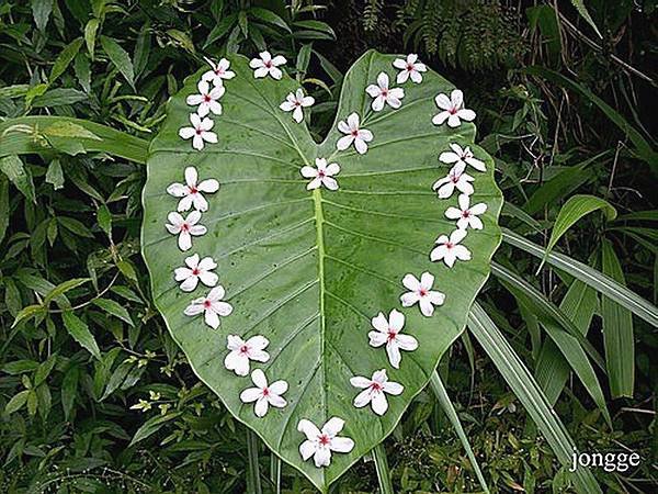 飄落的桐花