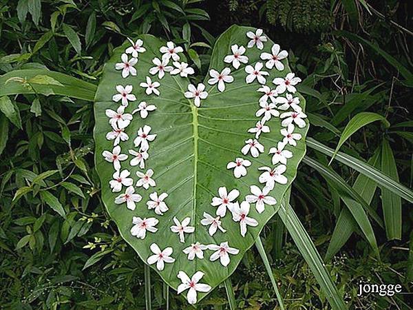 飄落的桐花