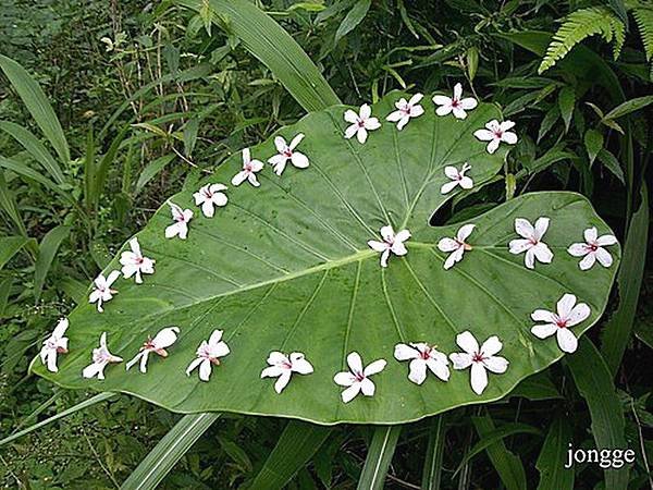 飄落的桐花