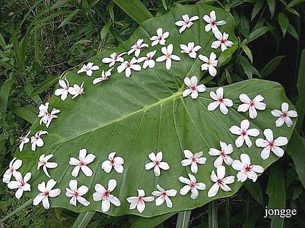 飄落的桐花