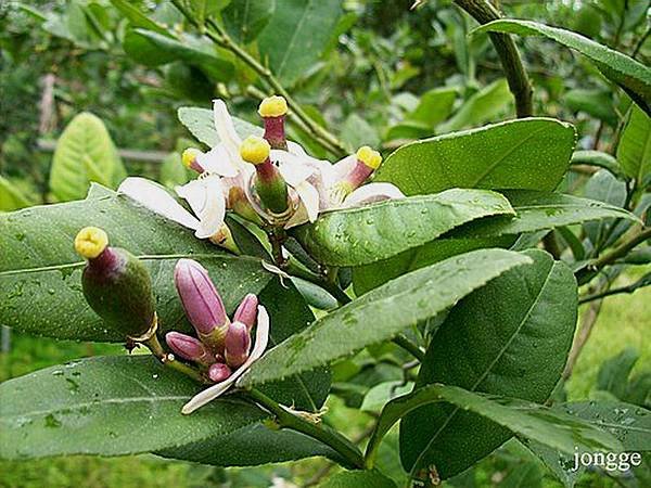 香水檸檬花