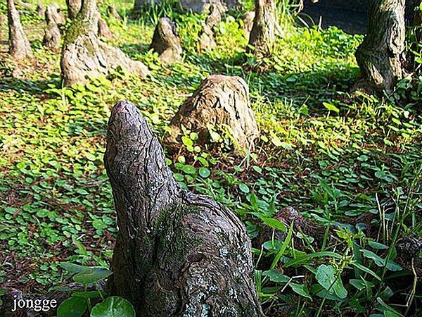 請輸入圖片標題