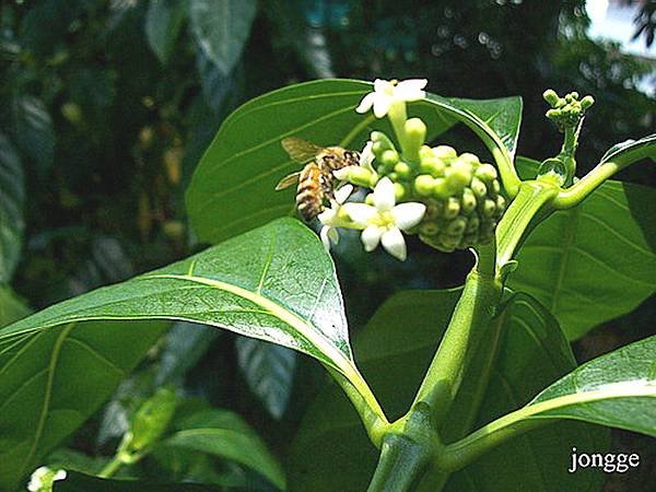 諾麗果果樹