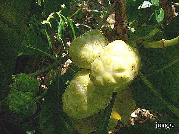 諾麗果果樹