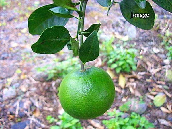 橘子果樹