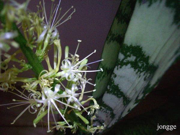 虎尾蘭開花