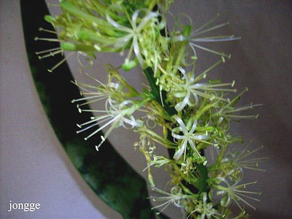 虎尾蘭開花