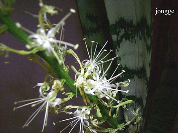 虎尾蘭開花
