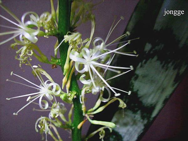 虎尾蘭開花