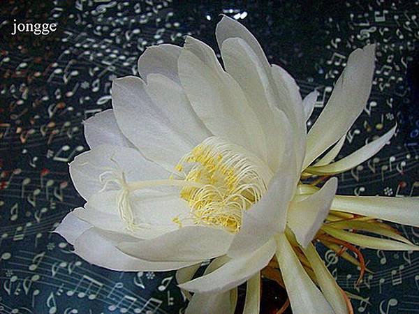 曇花