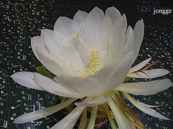 曇花