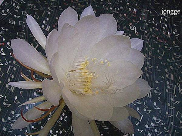 曇花