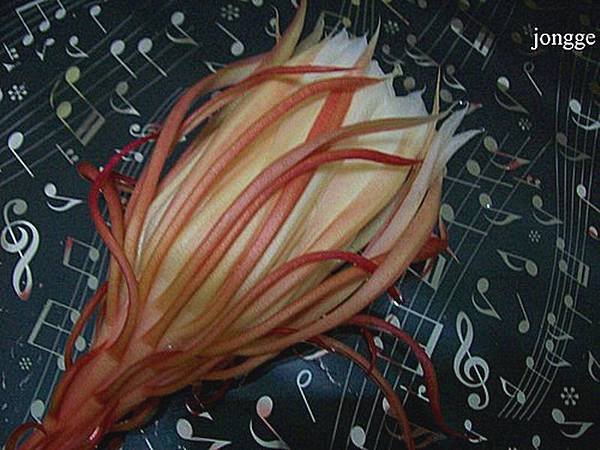 曇花