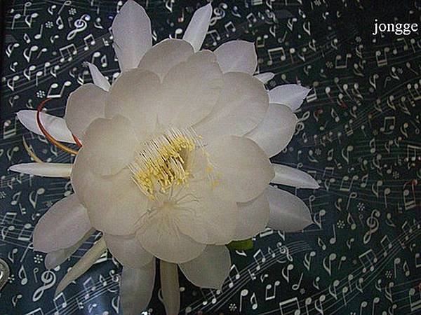曇花