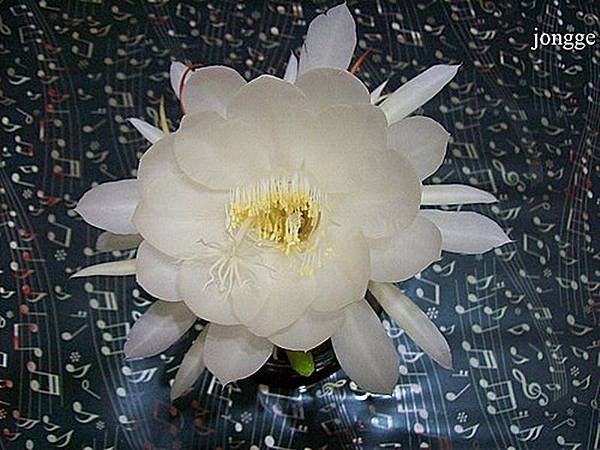 曇花