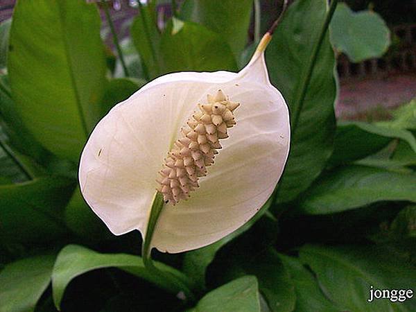 苞葉白鶴芋