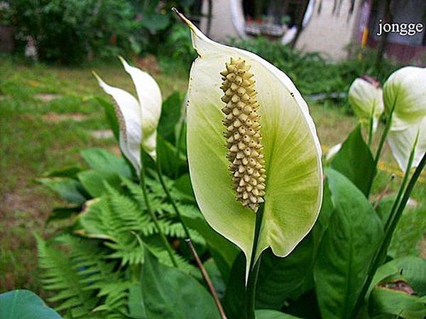 苞葉白鶴芋