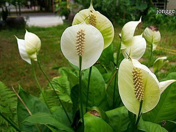 苞葉白鶴芋