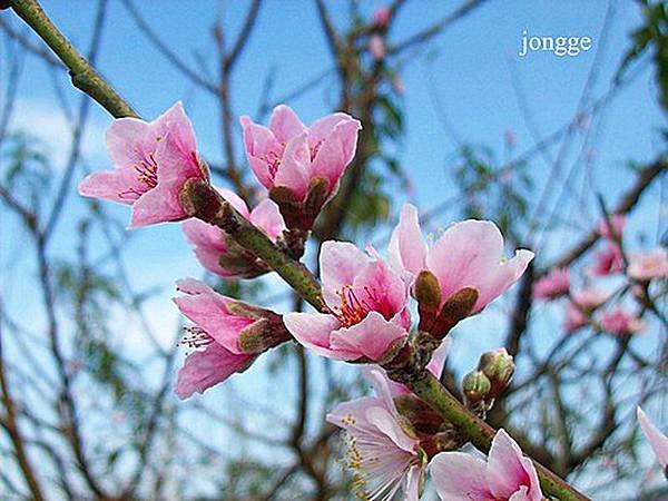 桃花一