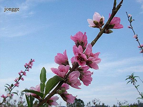 桃花一