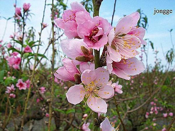 桃花一