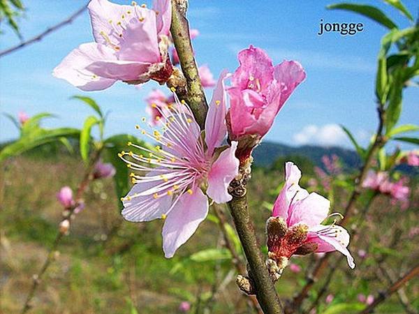 桃花一