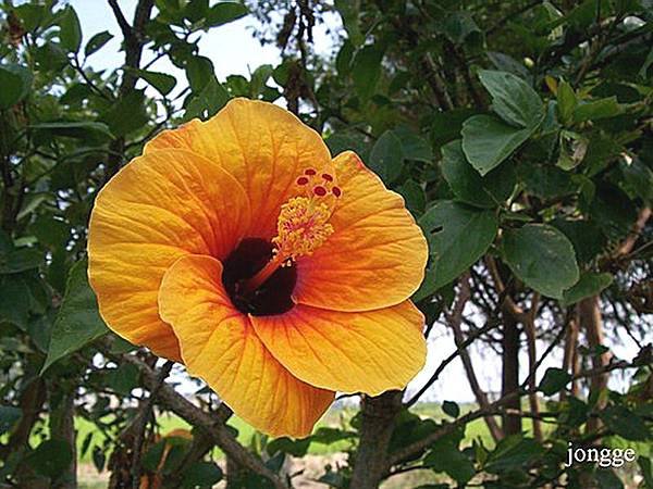 金黃扶桑花