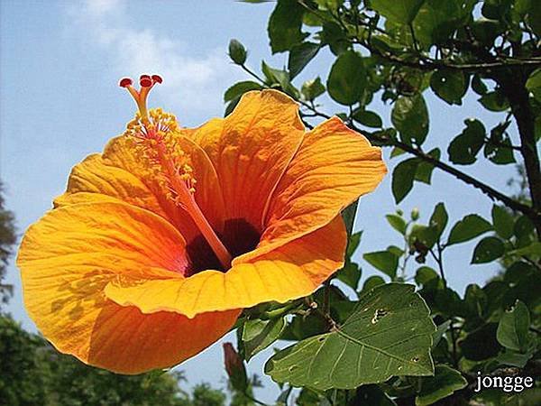 金黃扶桑花