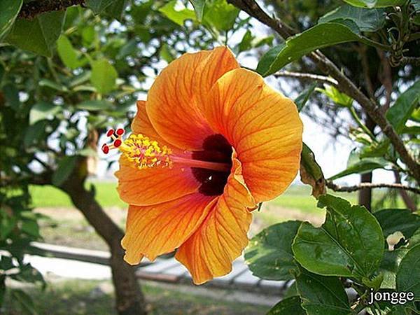 金黃扶桑花