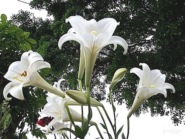 鐵砲百合一