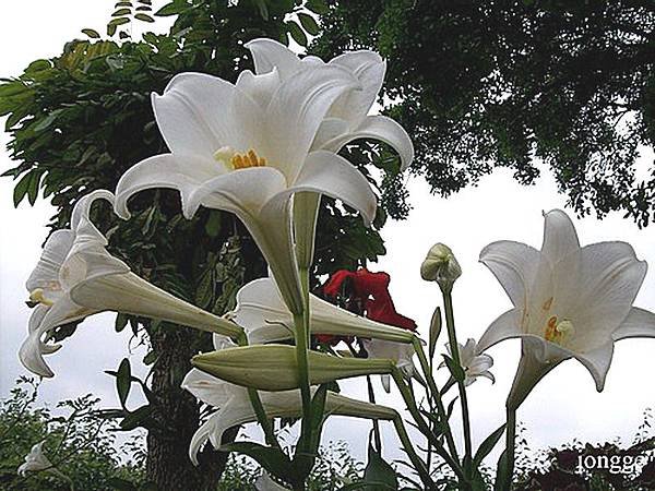鐵砲百合一