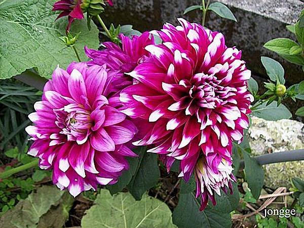 大理花