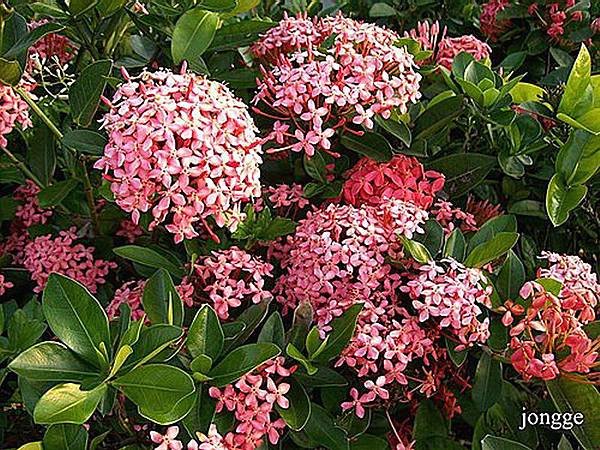 路邊的小花