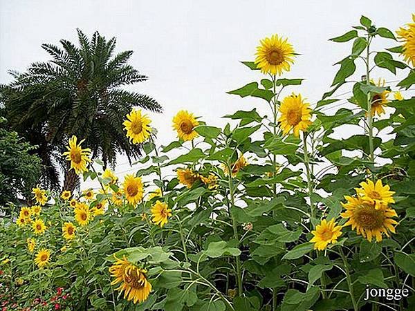 路邊的小花