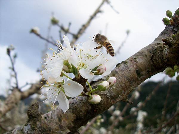李花四