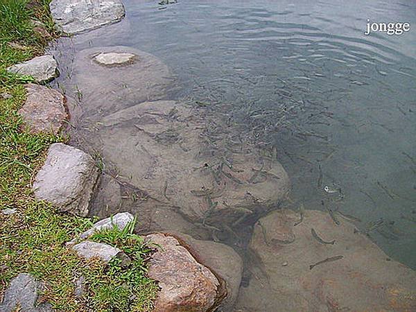 東岳湧泉