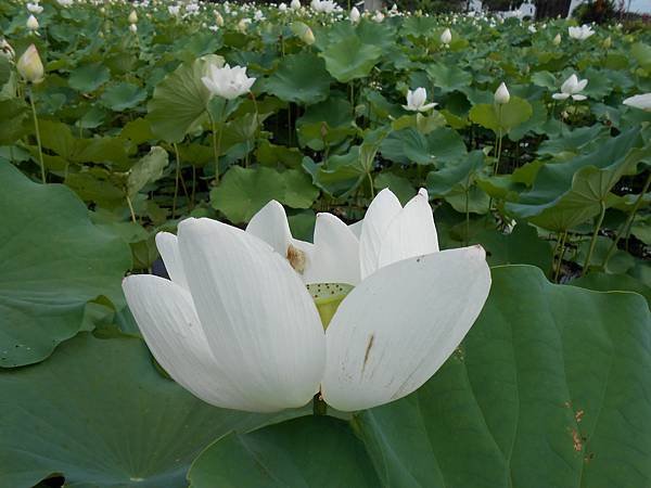 白荷