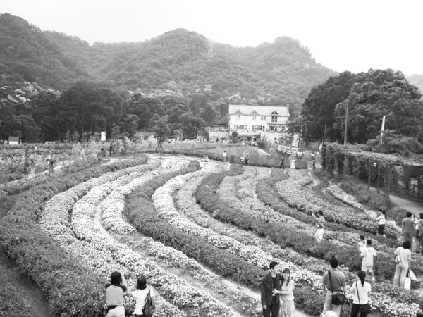 7富田花園農場.jpg