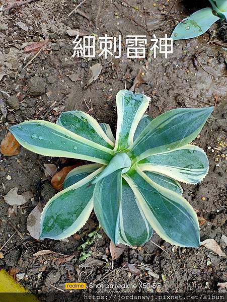 【植物種植】名種 龍舌蘭 1. 姬嚴龍2.細刺雷神3.雷神4