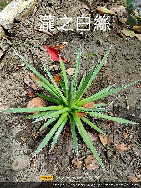 【植物種植】名種 龍舌蘭 1. 姬嚴龍2.細刺雷神3.雷神4