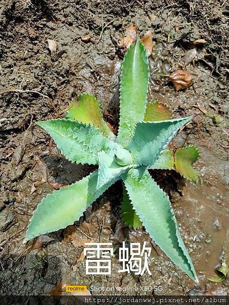 【植物種植】名種 龍舌蘭 1. 姬嚴龍2.細刺雷神3.雷神4