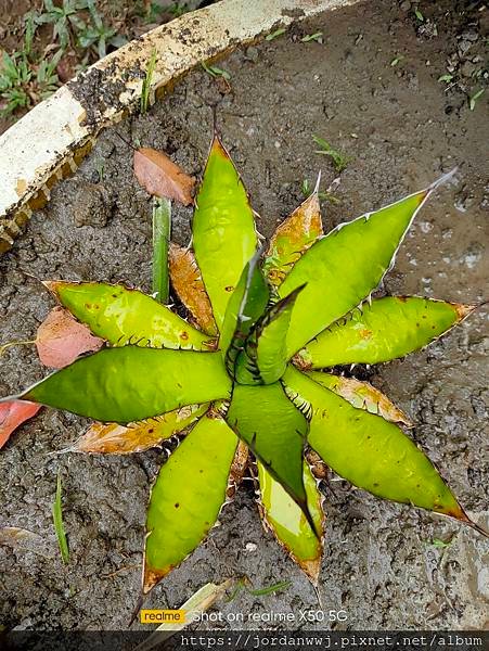 【植物種植】名種 龍舌蘭 1. 姬嚴龍2.細刺雷神3.雷神4