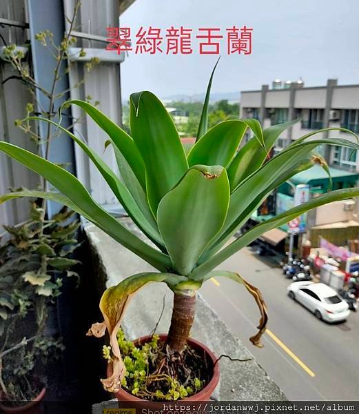 【植物種植】名種 龍舌蘭 1. 姬嚴龍2.細刺雷神3.雷神4